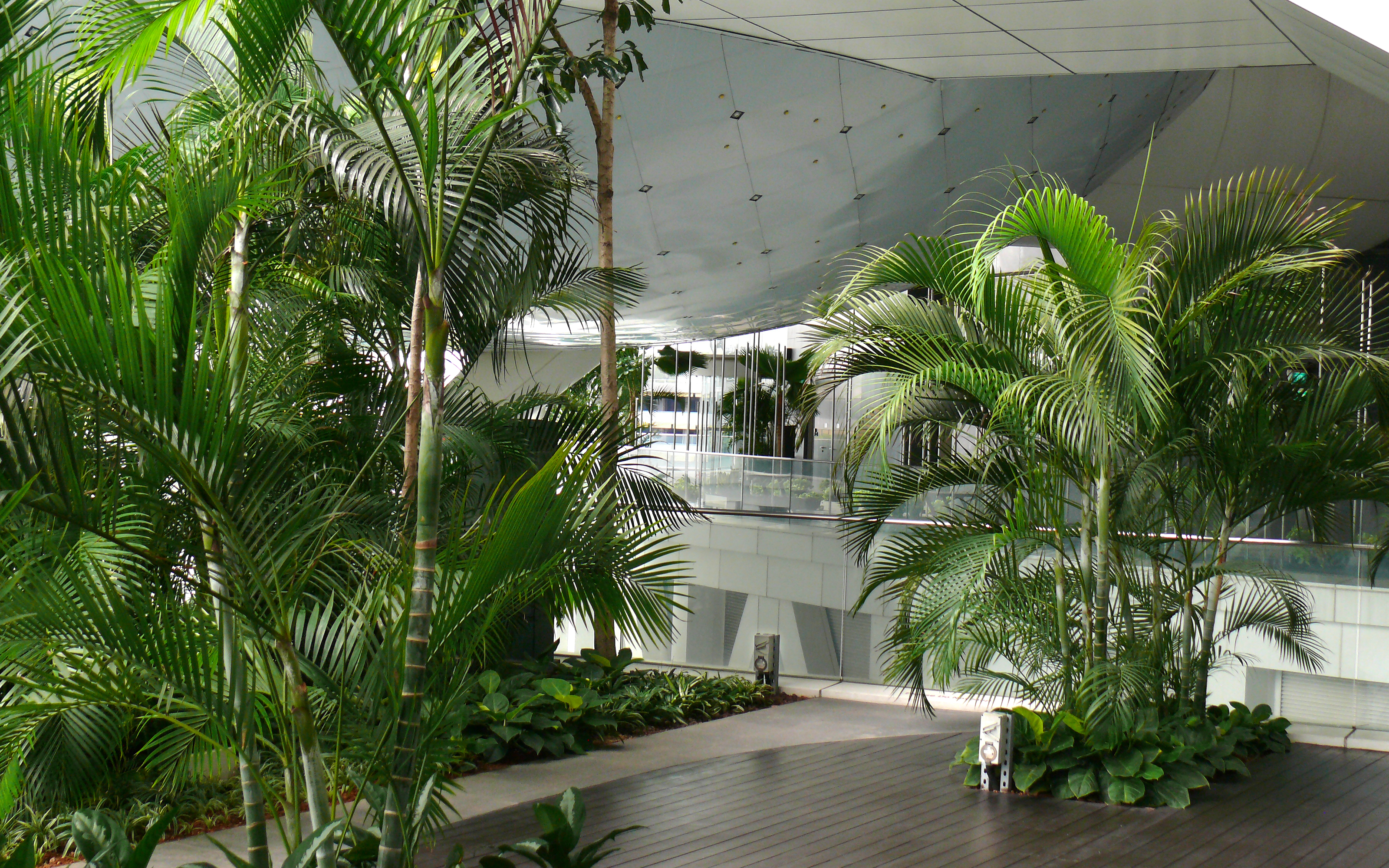 Large palm trees inside a building