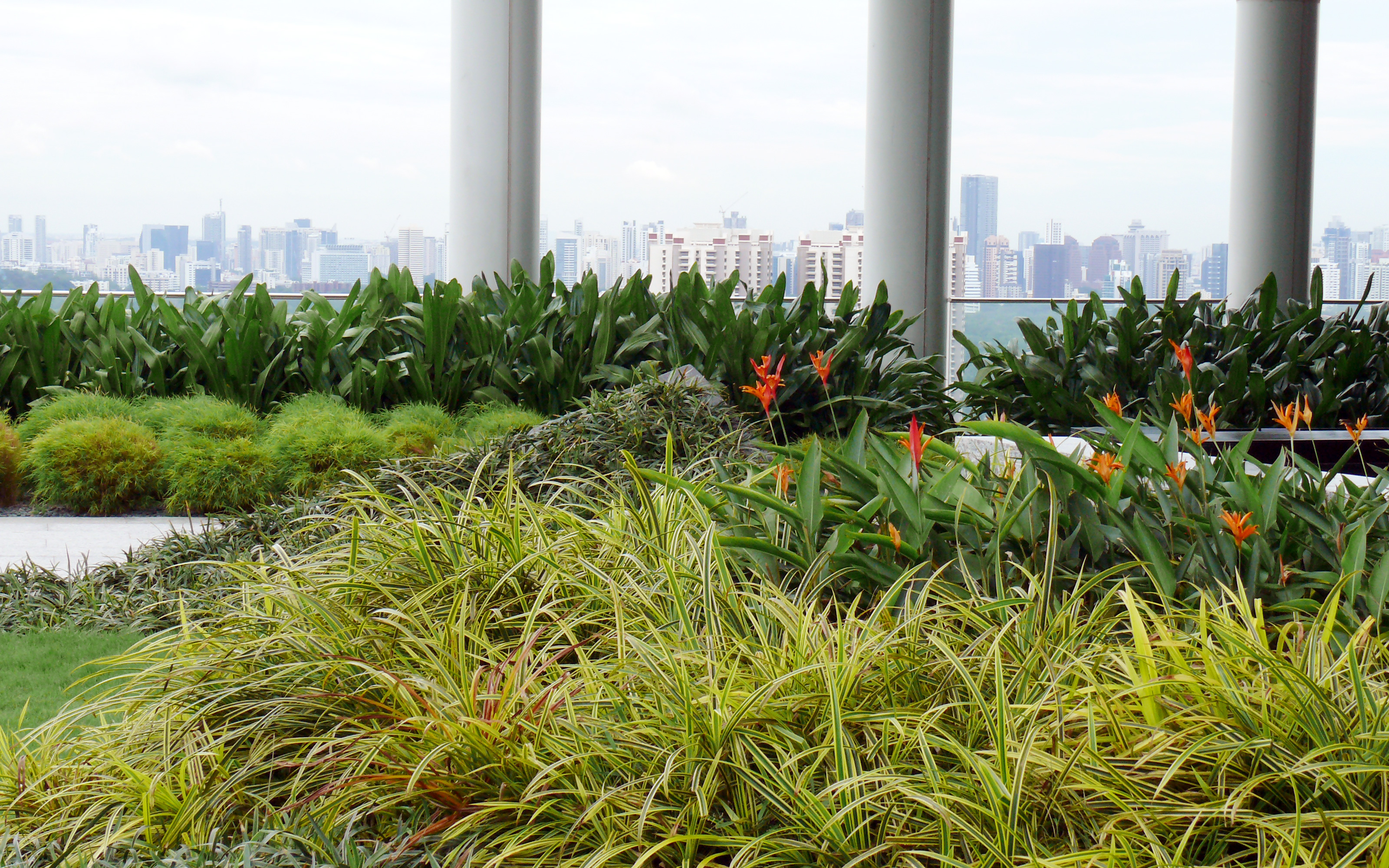 Roof garden with shrubs and small bushes