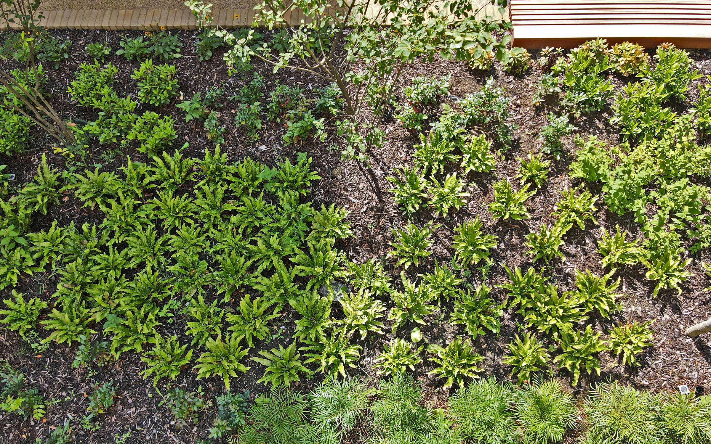 Plant bed
