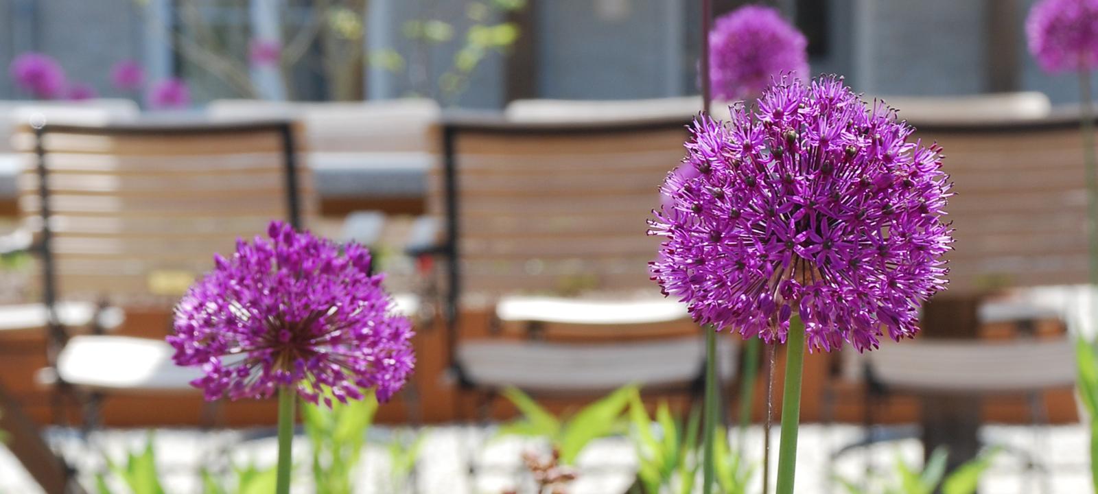 Ornamental leeks in front of a table and chairs