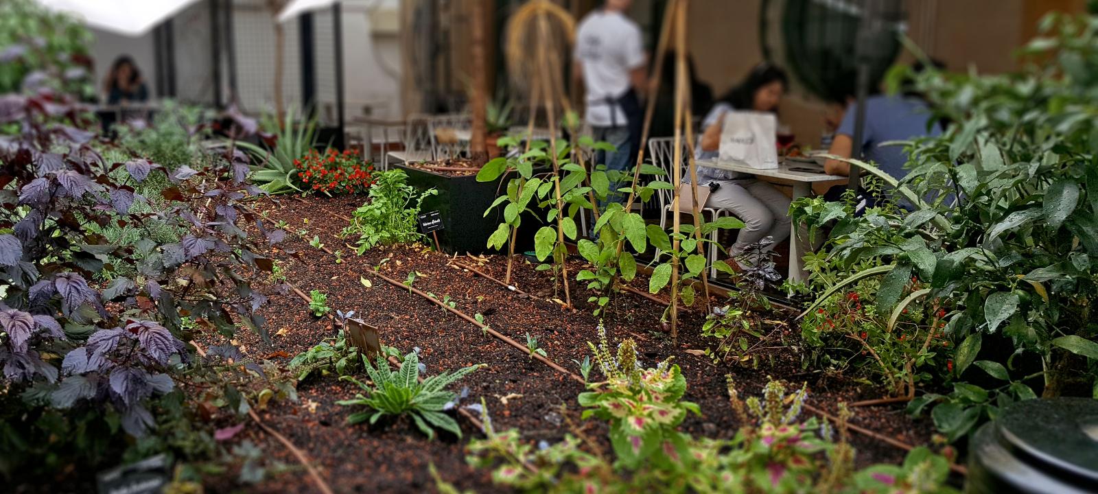 Vegetable patch in the courtyard of a restaurant