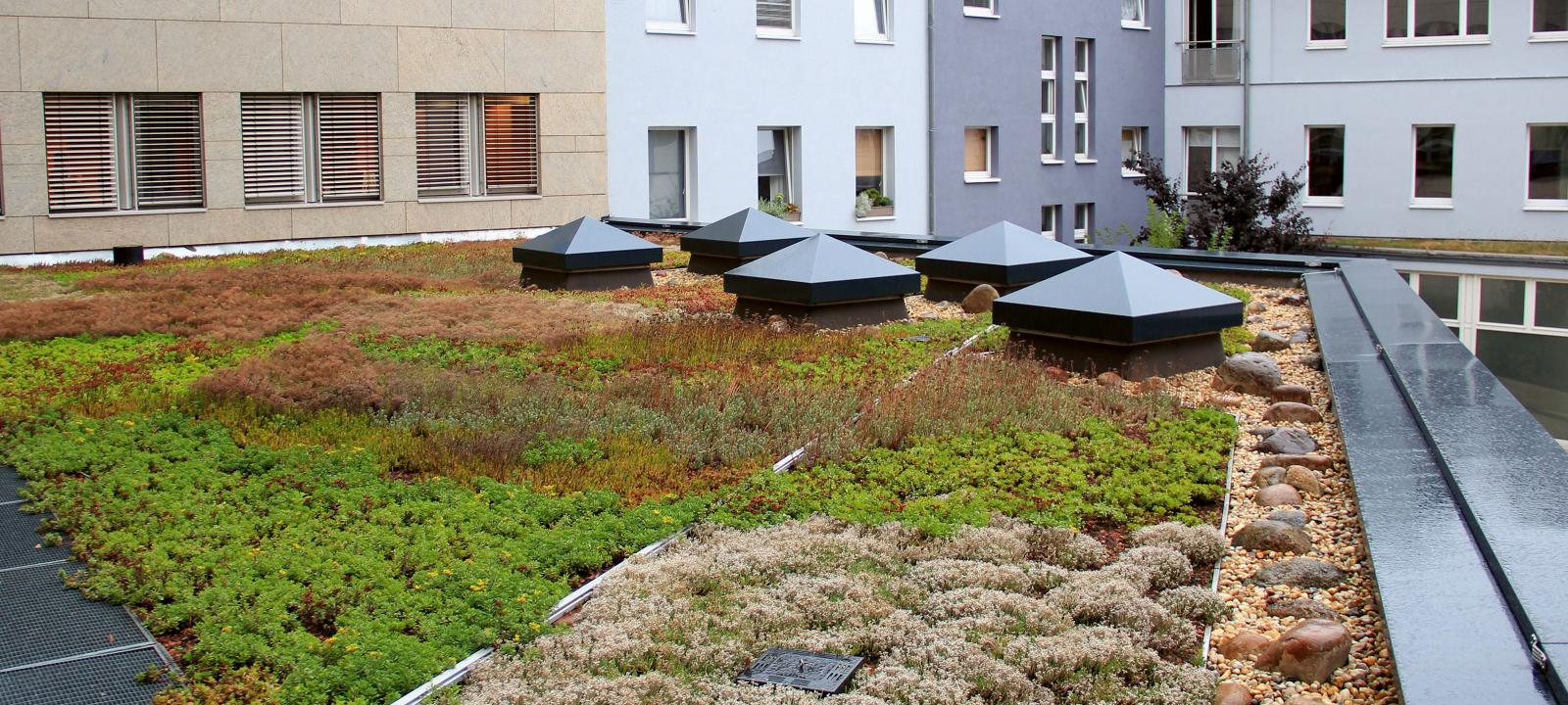Extensive green roof during rainfall