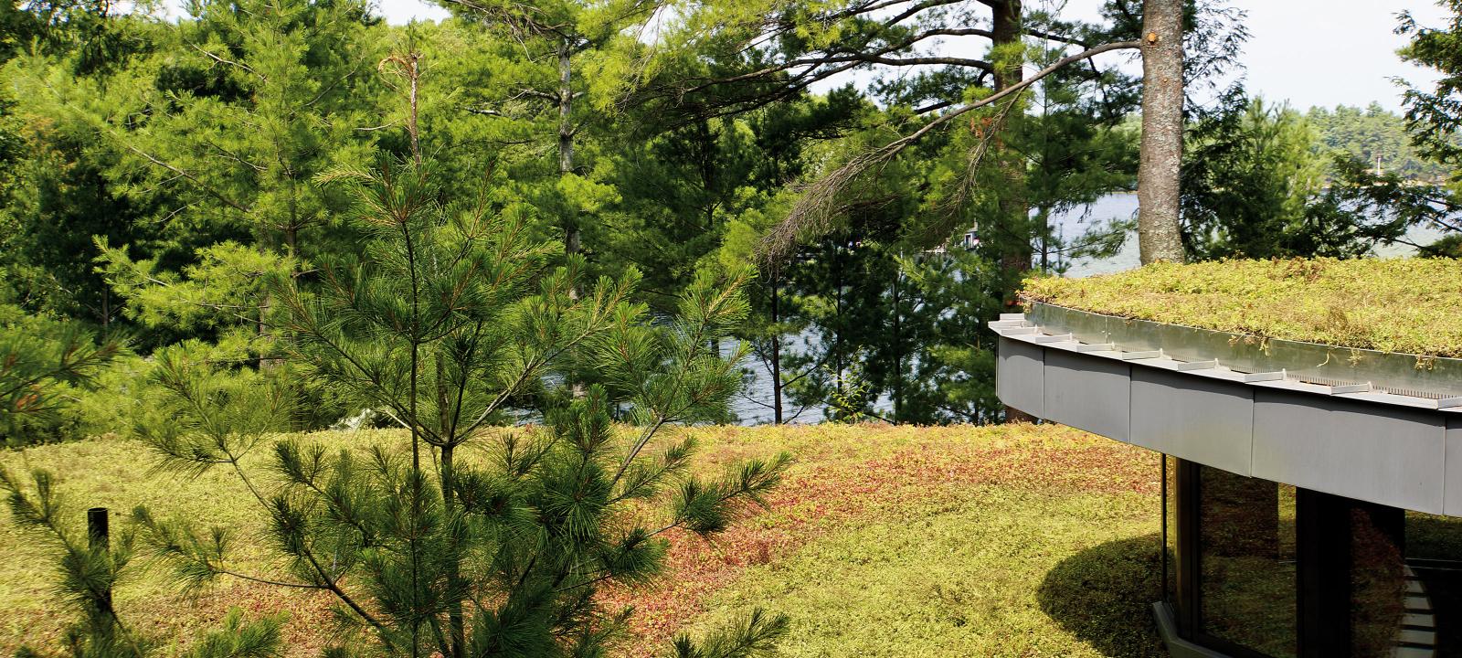 Extensive green roofs in front of pine trees