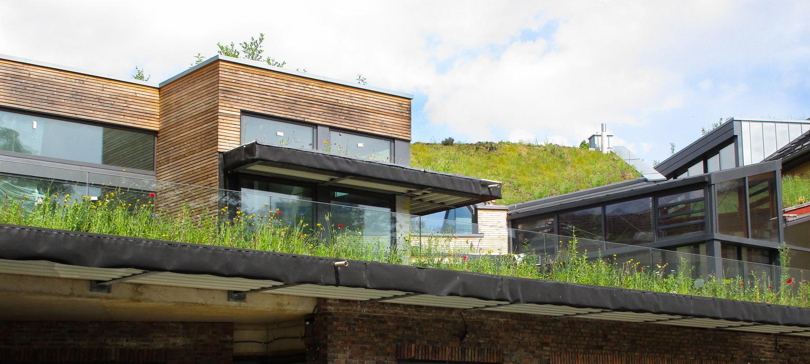 Pitched green roof and a meadow on a flat roof