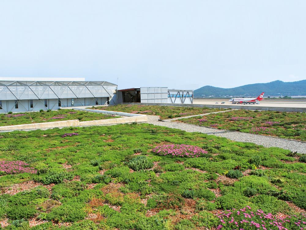 Flowering extensive green roof at the airport