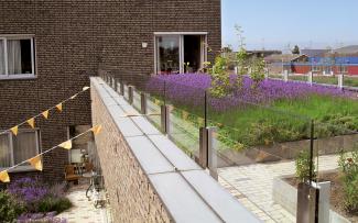 Apartment building and green roof vegetated with lavender