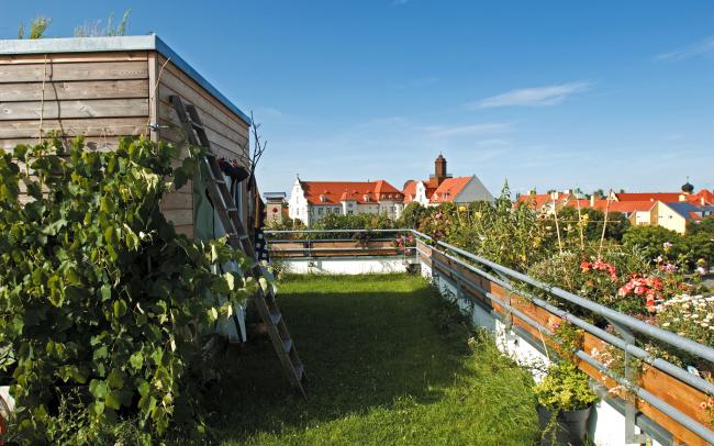 Roof garden with lawn and vines
